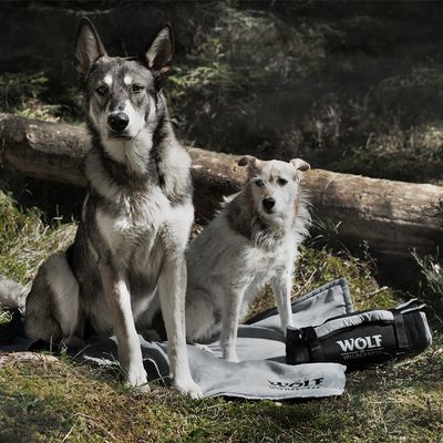 Wolf of Wilderness turystyczna mata dla psa