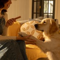 Pedigree DentaStix codzienna pielęgnacja zębów