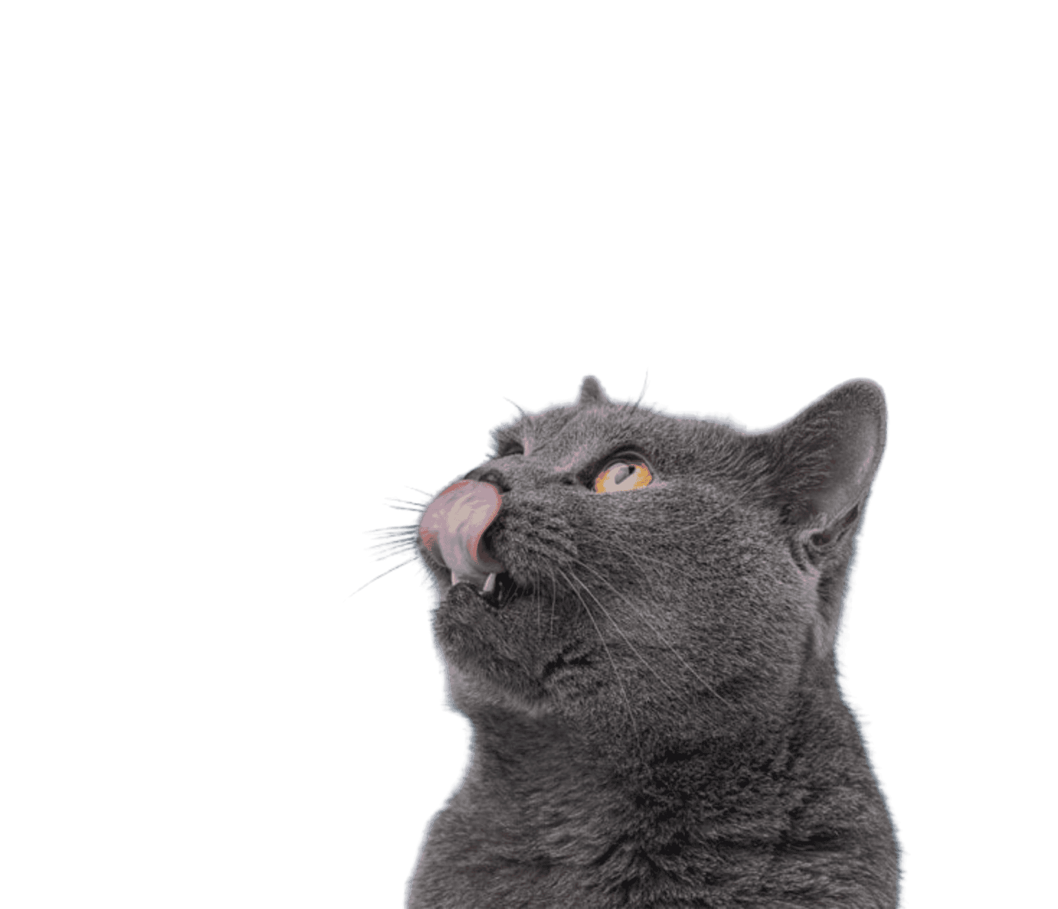 Najlepsze wybory dla Twojego zwierzaka