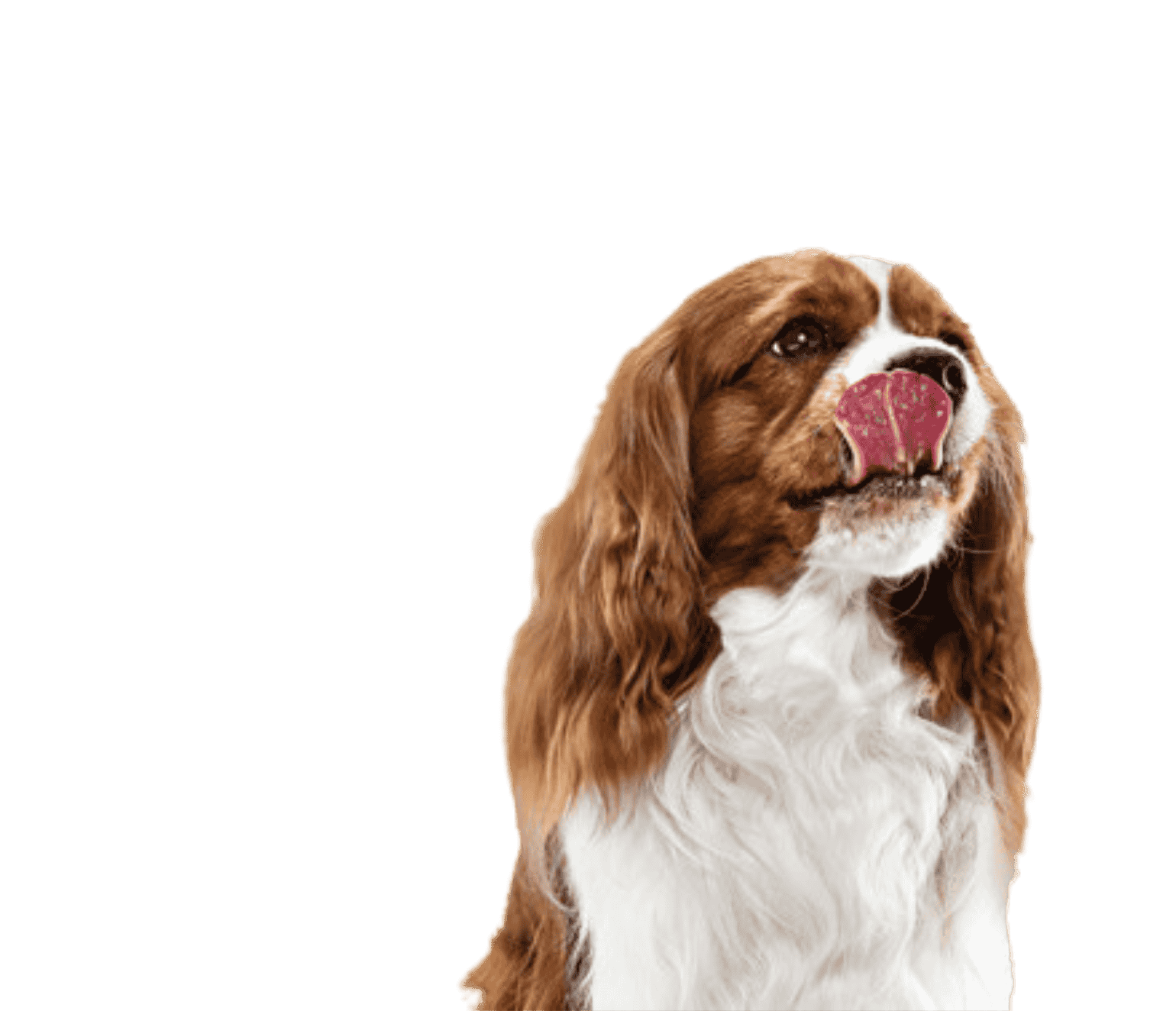 Mądrze o zwierzętach. Codziennie.