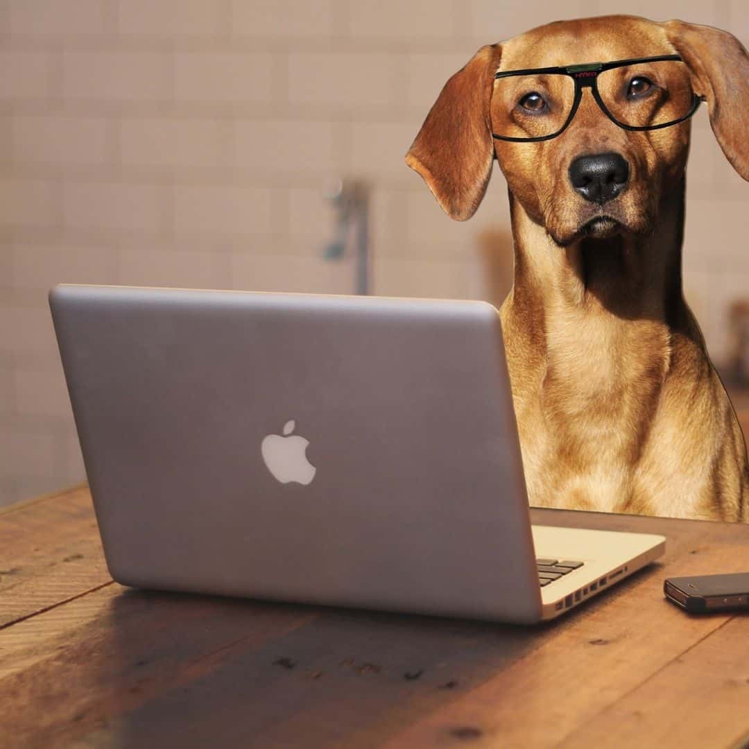 Pies studiujący naukę o psie - kynologię