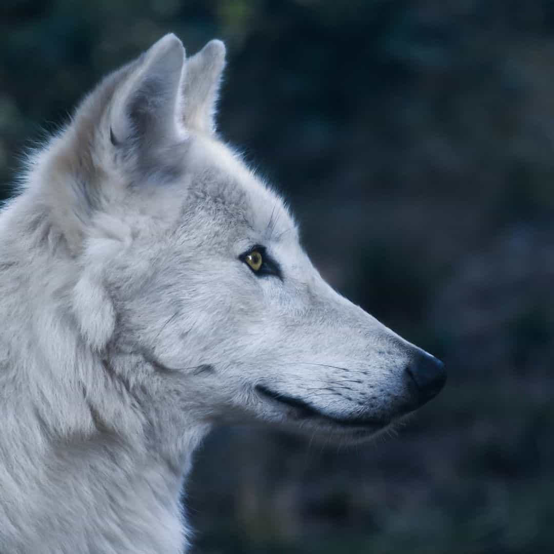 przodek udomowionego psa - wilk