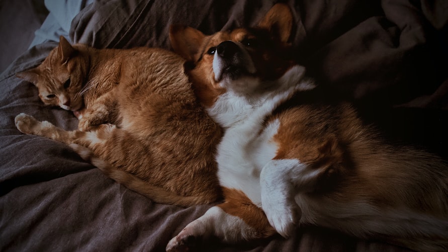 Pies i Kot