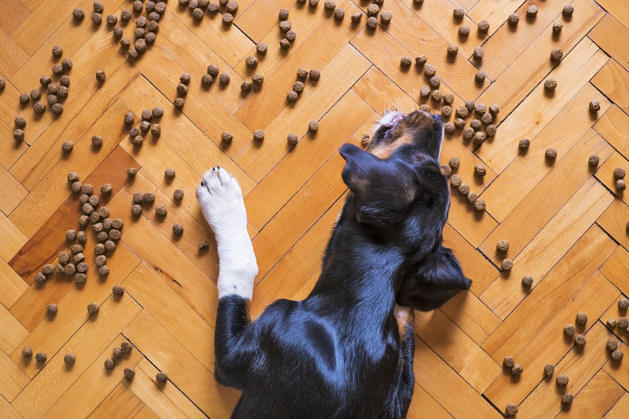 Czy domowe jedzenie jest dobre dla psa?