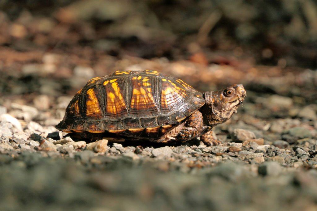 fakty o żółwiach