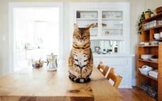 Jak zabezpieczyć dom przed kotem?