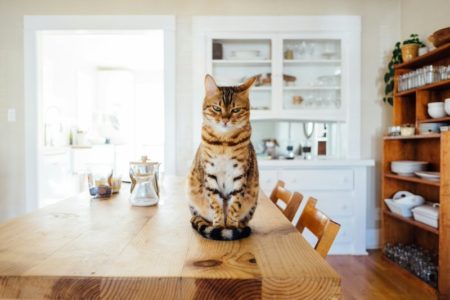 Jak zabezpieczyć dom przed kotem?