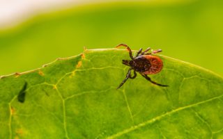 Naturalne sposoby na odstraszenie kleszczy