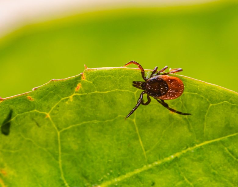 Naturalne sposoby na odstraszenie kleszczy