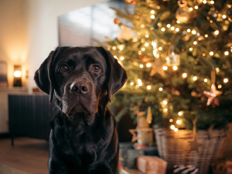 labrador retriever - charakterystyka